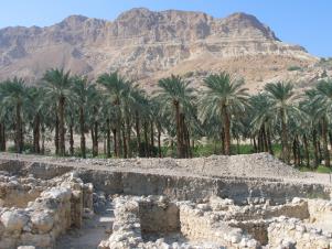 Plantation of palm